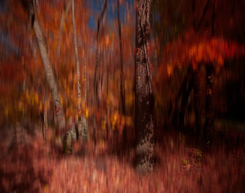 Forestblurready